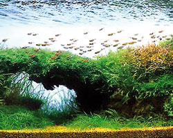 aquascaping