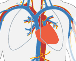 map of blood circulation