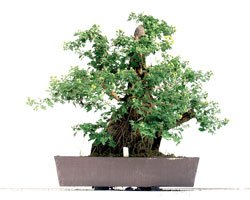 bonsai banzai