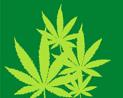 Kannabisa, sukaldean belar fin bezala