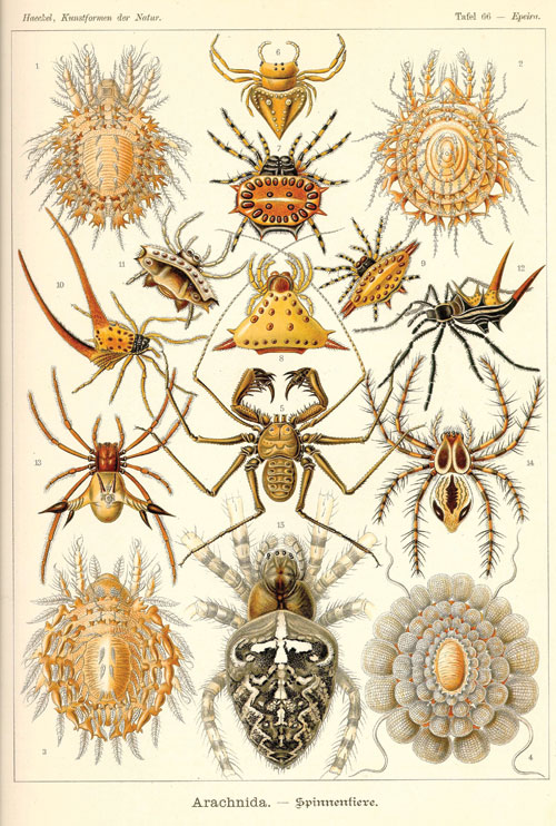 irudia